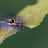 Yellow-tail - Sphrageidus similis, caterpillar | Fotografijos autorius : Zita Gasiūnaitė | © Macronature.eu | Macro photography web site