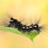 Yellow-tail - Sphrageidus similis, caterpillar | Fotografijos autorius : Darius Baužys | © Macronature.eu | Macro photography web site