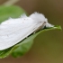 Geltonuodegis verpikas - Sphrageidus similis | Fotografijos autorius : Gediminas Gražulevičius | © Macronature.eu | Macro photography web site