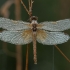 Yellow-winged Darter - Sympetrum flaveolum ♀ | Fotografijos autorius : Žilvinas Pūtys | © Macronature.eu | Macro photography web site