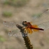 Yellow-winged Darter - Sympetrum flaveolum ♂ | Fotografijos autorius : Gintautas Steiblys | © Macronature.eu | Macro photography web site