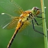 Geltonsparnė skėtė - Sympetrum flaveolum  | Fotografijos autorius : Gintautas Steiblys | © Macronature.eu | Macro photography web site