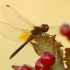 Yellow-winged Darter - Sympetrum flaveolum | Fotografijos autorius : Vidas Brazauskas | © Macronature.eu | Macro photography web site