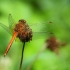 Yellow-winged Darter - Sympetrum flaveolum | Fotografijos autorius : Vidas Brazauskas | © Macronature.eu | Macro photography web site