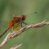 Yellow-winged Darter - Sympetrum flaveolum | Fotografijos autorius : Dalia Račkauskaitė | © Macronature.eu | Macro photography web site