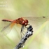 Yellow-winged Darter - Sympetrum flaveolum | Fotografijos autorius : Gediminas Gražulevičius | © Macronature.eu | Macro photography web site