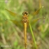 Yellow-winged Darter - Sympetrum flaveolum | Fotografijos autorius : Nomeda Vėlavičienė | © Macronature.eu | Macro photography web site