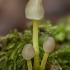 Yellowleg Bonnet - Mycena epipterygia | Fotografijos autorius : Žilvinas Pūtys | © Macronature.eu | Macro photography web site
