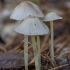 Tamprioji šalmabudė - Mycena epipterygia | Fotografijos autorius : Žilvinas Pūtys | © Macronature.eu | Macro photography web site