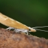 Ypsolopha Moth - Ypsolopha falcella | Fotografijos autorius : Vaida Paznekaitė | © Macronature.eu | Macro photography web site