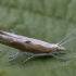 Ypsolopha Moth - Ypsolopha falcella | Fotografijos autorius : Žilvinas Pūtys | © Macronature.eu | Macro photography web site