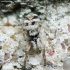 Sieninis šokiavoris - Salticus scenicus | Fotografijos autorius : Vidas Brazauskas | © Macrogamta.lt | Šis tinklapis priklauso bendruomenei kuri domisi makro fotografija ir fotografuoja gyvąjį makro pasaulį.