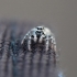Zebra jumping spider - Salticus scenicus | Fotografijos autorius : Ramunė Činčikienė | © Macrogamta.lt | Šis tinklapis priklauso bendruomenei kuri domisi makro fotografija ir fotografuoja gyvąjį makro pasaulį.