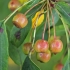 Zyboldo obelis - Malus sieboldii | Fotografijos autorius : Gintautas Steiblys | © Macrogamta.lt | Šis tinklapis priklauso bendruomenei kuri domisi makro fotografija ir fotografuoja gyvąjį makro pasaulį.