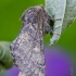 Gliufizija | Gluphisia crenata | Fotografijos autorius : Darius Baužys | © Macrogamta.lt | Šis tinklapis priklauso bendruomenei kuri domisi makro fotografija ir fotografuoja gyvąjį makro pasaulį.