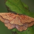 Gluosninis dvispalvis sprindžius - Epione repandaria  | Fotografijos autorius : Gintautas Steiblys | © Macrogamta.lt | Šis tinklapis priklauso bendruomenei kuri domisi makro fotografija ir fotografuoja gyvąjį makro pasaulį.