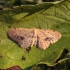 Mažasis sprindžiukas - Idaea dimidiata | Fotografijos autorius : Vytautas Gluoksnis | © Macrogamta.lt | Šis tinklapis priklauso bendruomenei kuri domisi makro fotografija ir fotografuoja gyvąjį makro pasaulį.