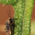 Įvairiaspalvė žolblakė - Lygus rugulipennis | Fotografijos autorius : Ramunė Vakarė | © Macrogamta.lt | Šis tinklapis priklauso bendruomenei kuri domisi makro fotografija ir fotografuoja gyvąjį makro pasaulį.