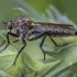 Plėšriamusė - Didysmachus picipes ♀ | Fotografijos autorius : Žilvinas Pūtys | © Macrogamta.lt | Šis tinklapis priklauso bendruomenei kuri domisi makro fotografija ir fotografuoja gyvąjį makro pasaulį.