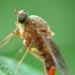 Slankmusė - Chrysopilus luteolus | Fotografijos autorius : Vidas Brazauskas | © Macrogamta.lt | Šis tinklapis priklauso bendruomenei kuri domisi makro fotografija ir fotografuoja gyvąjį makro pasaulį.