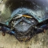 portrait of Woodland Dor Beetle (Anoplotrupes stercorosus) | Fotografijos autorius : Giedrius Markevičius | © Macronature.eu | Macro photography web site
