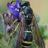 Vapsva - Symmorphus murarius | Fotografijos autorius : Gintautas Steiblys | © Macrogamta.lt | Šis tinklapis priklauso bendruomenei kuri domisi makro fotografija ir fotografuoja gyvąjį makro pasaulį.