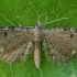 Apyninis sprindytis - Eupithecia assimilata | Fotografijos autorius : Žilvinas Pūtys | © Macrogamta.lt | Šis tinklapis priklauso bendruomenei kuri domisi makro fotografija ir fotografuoja gyvąjį makro pasaulį.