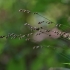 Nusvirusioji striepsnė - Melica nutans  | Fotografijos autorius : Kęstutis Obelevičius | © Macrogamta.lt | Šis tinklapis priklauso bendruomenei kuri domisi makro fotografija ir fotografuoja gyvąjį makro pasaulį.