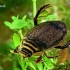 Raiboji vėžiadusė - Acilius sulcatus ♂  | Fotografijos autorius : Gintautas Steiblys | © Macrogamta.lt | Šis tinklapis priklauso bendruomenei kuri domisi makro fotografija ir fotografuoja gyvąjį makro pasaulį.