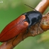 Kelmaspragšis - Ampedus pomorum  | Fotografijos autorius : Gintautas Steiblys | © Macrogamta.lt | Šis tinklapis priklauso bendruomenei kuri domisi makro fotografija ir fotografuoja gyvąjį makro pasaulį.