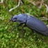 Dvitaškis žygis - Anisodactylus binotatus | Fotografijos autorius : Gintautas Steiblys | © Macrogamta.lt | Šis tinklapis priklauso bendruomenei kuri domisi makro fotografija ir fotografuoja gyvąjį makro pasaulį.