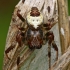 Marmurinis kryžiuotis - Araneus marmoreus f. pyramidatus | Fotografijos autorius : Gintautas Steiblys | © Macrogamta.lt | Šis tinklapis priklauso bendruomenei kuri domisi makro fotografija ir fotografuoja gyvąjį makro pasaulį.