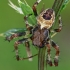 Keturdėmis kryžiuotis - Araneus quadratus, patinas  | Fotografijos autorius : Gintautas Steiblys | © Macrogamta.lt | Šis tinklapis priklauso bendruomenei kuri domisi makro fotografija ir fotografuoja gyvąjį makro pasaulį.