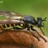 Plėšriamusė - Choerades marginata  | Fotografijos autorius : Gintautas Steiblys | © Macrogamta.lt | Šis tinklapis priklauso bendruomenei kuri domisi makro fotografija ir fotografuoja gyvąjį makro pasaulį.