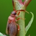 Žolblakė - Heterocordylus sp.  | Fotografijos autorius : Gintautas Steiblys | © Macrogamta.lt | Šis tinklapis priklauso bendruomenei kuri domisi makro fotografija ir fotografuoja gyvąjį makro pasaulį.