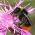 Akmeninė kamanė - Bombus lapidarius | Fotografijos autorius : Gintautas Steiblys | © Macrogamta.lt | Šis tinklapis priklauso bendruomenei kuri domisi makro fotografija ir fotografuoja gyvąjį makro pasaulį.