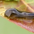 Vyšninis gleivėtasis pjūklelis - Caliroa cerasi, lerva | Fotografijos autorius : Gintautas Steiblys | © Macrogamta.lt | Šis tinklapis priklauso bendruomenei kuri domisi makro fotografija ir fotografuoja gyvąjį makro pasaulį.