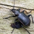 Žiaurusis puikiažygis - Calosoma inquisitor  | Fotografijos autorius : Gintautas Steiblys | © Macrogamta.lt | Šis tinklapis priklauso bendruomenei kuri domisi makro fotografija ir fotografuoja gyvąjį makro pasaulį.