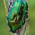 Paprastasis auksavabalis - Cetonia aurata  | Fotografijos autorius : Gintautas Steiblys | © Macrogamta.lt | Šis tinklapis priklauso bendruomenei kuri domisi makro fotografija ir fotografuoja gyvąjį makro pasaulį.