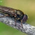 Žalutė - Cheilosia flavipes  | Fotografijos autorius : Gintautas Steiblys | © Macrogamta.lt | Šis tinklapis priklauso bendruomenei kuri domisi makro fotografija ir fotografuoja gyvąjį makro pasaulį.