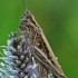 Ganyklinis skėriukas - Chorthippus dorsatus, patelė | Fotografijos autorius : Gintautas Steiblys | © Macrogamta.lt | Šis tinklapis priklauso bendruomenei kuri domisi makro fotografija ir fotografuoja gyvąjį makro pasaulį.