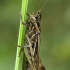 Paprastrasis skėriukas - Chorthippus biguttulus  | Fotografijos autorius : Gintautas Steiblys | © Macrogamta.lt | Šis tinklapis priklauso bendruomenei kuri domisi makro fotografija ir fotografuoja gyvąjį makro pasaulį.