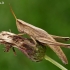 Neporinis skėriukas - Chrysochraon dispar, patelė  | Fotografijos autorius : Gintautas Steiblys | © Macrogamta.lt | Šis tinklapis priklauso bendruomenei kuri domisi makro fotografija ir fotografuoja gyvąjį makro pasaulį.