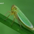 Žalioji cikadelė - Cicadella viridis  | Fotografijos autorius : Gintautas Steiblys | © Macrogamta.lt | Šis tinklapis priklauso bendruomenei kuri domisi makro fotografija ir fotografuoja gyvąjį makro pasaulį.