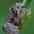Lazdyninis miškinukas - Colocasia coryli | Fotografijos autorius : Gintautas Steiblys | © Macrogamta.lt | Šis tinklapis priklauso bendruomenei kuri domisi makro fotografija ir fotografuoja gyvąjį makro pasaulį.