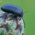 Krypūnėliškasis juodvabalis - Crypticus quisquilius  | Fotografijos autorius : Gintautas Steiblys | © Macrogamta.lt | Šis tinklapis priklauso bendruomenei kuri domisi makro fotografija ir fotografuoja gyvąjį makro pasaulį.