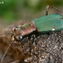 Vokiškasis šoklys - Cylindera germanica  | Fotografijos autorius : Gintautas Steiblys | © Macrogamta.lt | Šis tinklapis priklauso bendruomenei kuri domisi makro fotografija ir fotografuoja gyvąjį makro pasaulį.