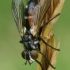 Dygliamusė - Cylindromyia interrupta  | Fotografijos autorius : Gintautas Steiblys | © Macrogamta.lt | Šis tinklapis priklauso bendruomenei kuri domisi makro fotografija ir fotografuoja gyvąjį makro pasaulį.