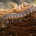 Šimtakojis dviporiakojis - Polydesmus sp.  | Fotografijos autorius : Gintautas Steiblys | © Macrogamta.lt | Šis tinklapis priklauso bendruomenei kuri domisi makro fotografija ir fotografuoja gyvąjį makro pasaulį.