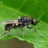 Plokščiamusė - Oxycera leonina | Fotografijos autorius : Gintautas Steiblys | © Macrogamta.lt | Šis tinklapis priklauso bendruomenei kuri domisi makro fotografija ir fotografuoja gyvąjį makro pasaulį.